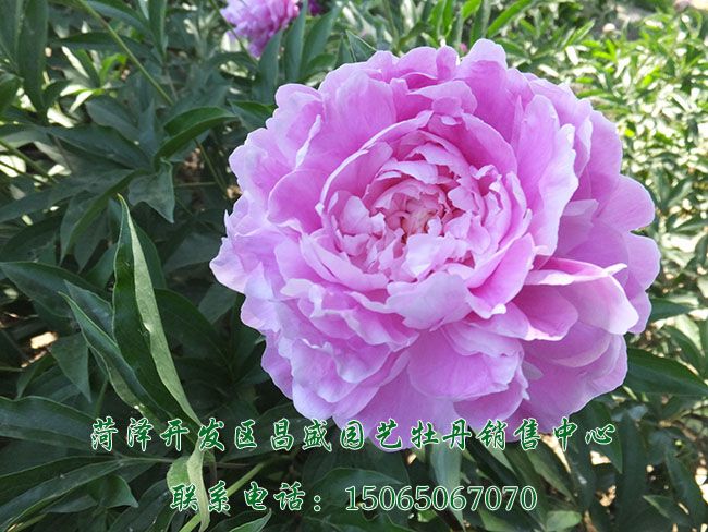 晴雯