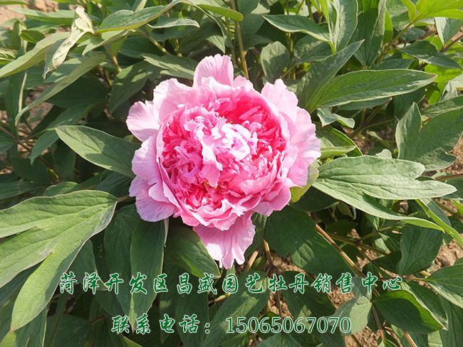 彤云-菏泽开发区昌盛园艺牡丹销售中心