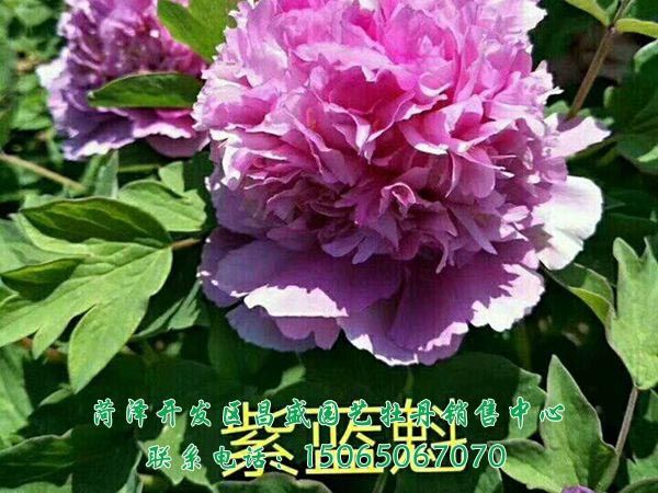紫蓝魁-菏泽开发区昌盛园艺牡丹销售中心